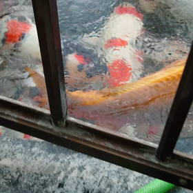 今朝の大池の画像