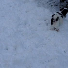 い〜ぬはよろこびの画像