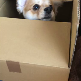 ひょっこりはんの画像