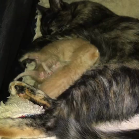 俺、親猫になる 437の画像