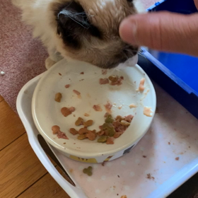 タヌキネコさん。の画像