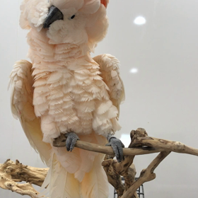 オオバタンの画像