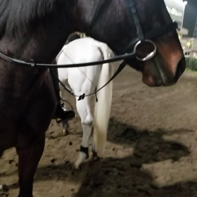 大井！！始まっております！！の画像