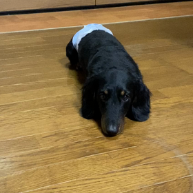 トゥーリのクレクレの画像