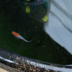 ブリブリの画像