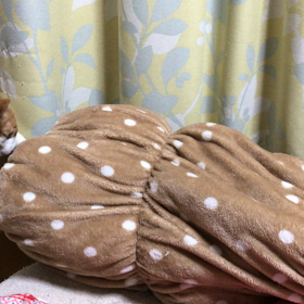 なんだにゃ〜の画像