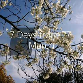 2023年   桜の画像