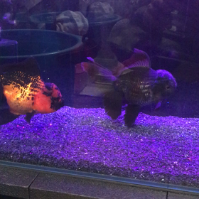 新規導入魚★動画の画像