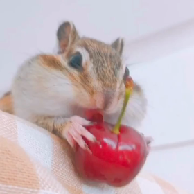 ちょこ大興奮のチェリー♡の画像