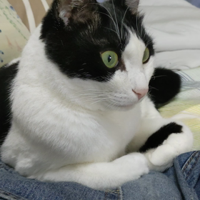 居座る小判の画像