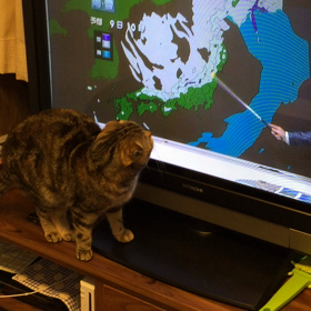 台風、ときどきにゃんこ。の画像