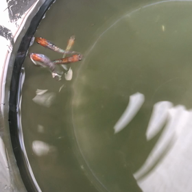 群遊めだかと申します♪の画像