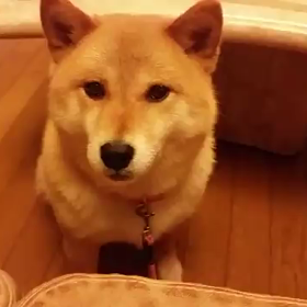 ももちゃん、…の画像