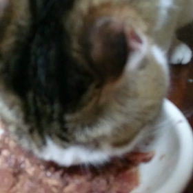 みゅうちゃんのご飯の画像