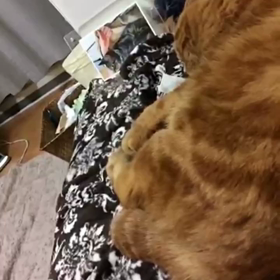 ぽんぽん歌合戦の画像