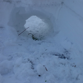 お庭でランラン(ぷぅちゃん)の画像