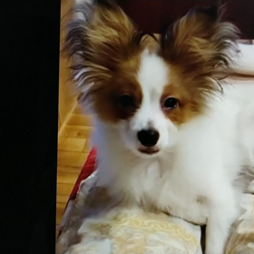 ハープ君からのお便りですの画像