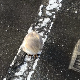 メンフクロウの心夢の画像