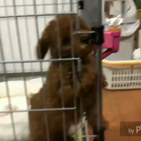 愛犬ミントコング！の画像