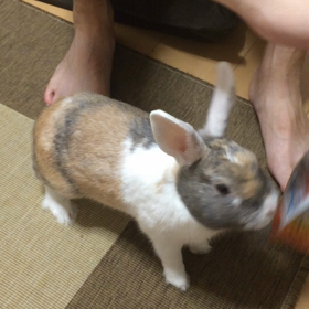 つばたんは猫ちゃん？！の画像