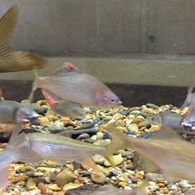 今年もオイカワ産卵の画像