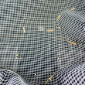 掬ってみました〜紅龍光のアルビノ〜の画像