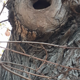 ポッサムと林檎の画像