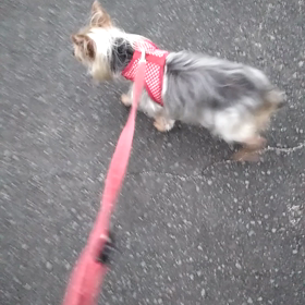 チョコちゃんの画像