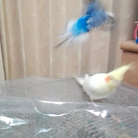 放鳥中❤の画像