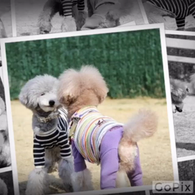 恋の始まり3連ちゃんの画像