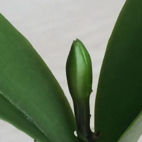 カトレアの画像