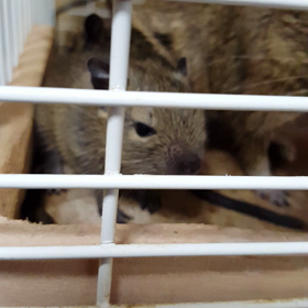 デグーベビーの可愛さについてBYもちの画像