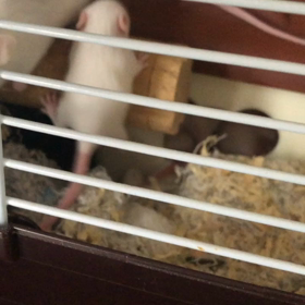 うろちょろ赤ちゃんの画像