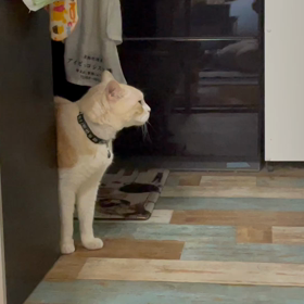 最近のだいちゃん♂の画像