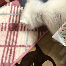 おはようございますの画像