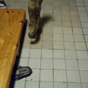 不意討ちをくらう麦(笑)の画像