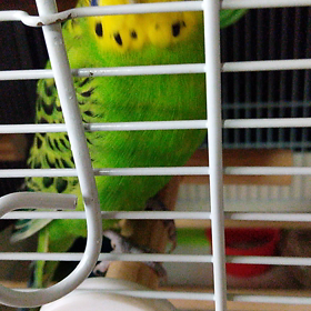 今朝のインコたちの画像