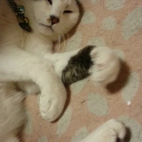 グーパー猫の画像