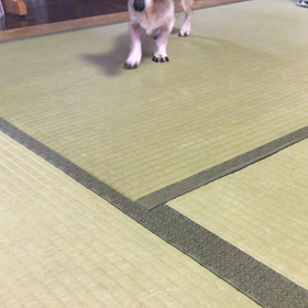 足痛いの？の画像