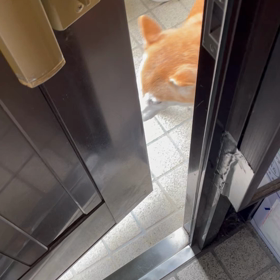 さくら　玄関開けたらの画像
