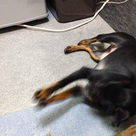 餌をカリカリに変える時期？の画像