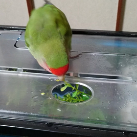 #アトピー治って世界がキラキラの画像