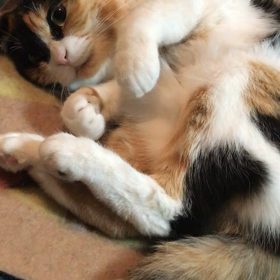 控えめなエアーふみふみの画像