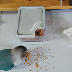 つまみ食いとボール遊びの画像