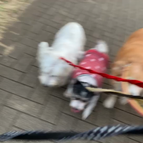 12月15日12わんこと1時間30分遠足　　代々木公園の画像