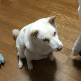 ワニちゃん。オヤツのしつけ動画の画像