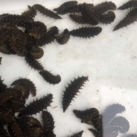 ゆっくりとの画像