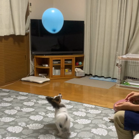 風船で遊んでます(動画付き)の画像