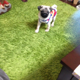 レオの赤ちゃん時代の画像