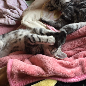 本日の仔猫ちゃん達の画像